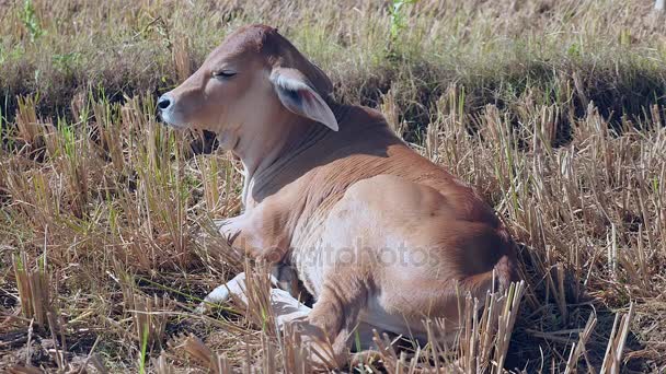 Sleepy brown calf lying in the sun in a field ( close up ) — Stock Video