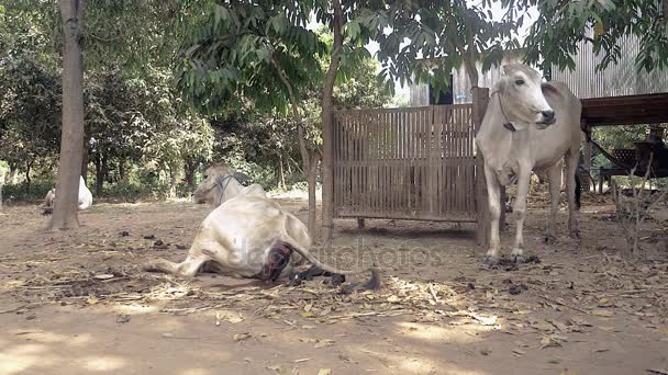 Vit kon liggande på marken av en gårdsuppfödda visar tecken på kalvning — Stockvideo