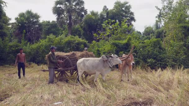 Farmer riding and loading rice straw onto an ox cart in a hay field — Stock Video
