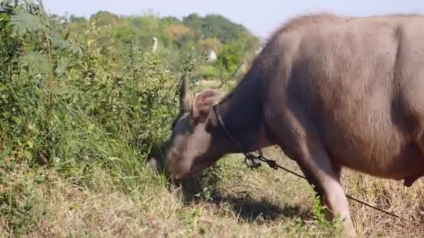 Primer plano sobre el búfalo de agua atado con cuerda pastando en un campo — Vídeo de stock