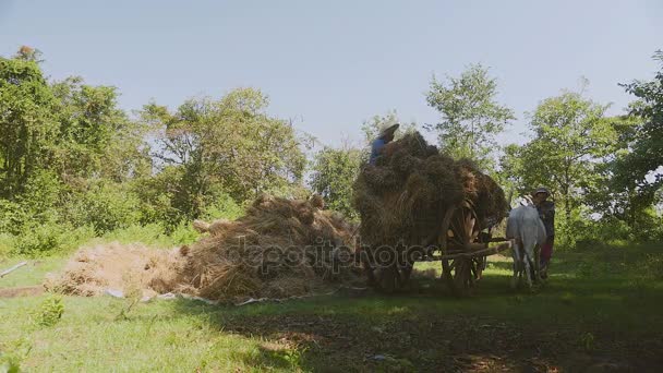 Boer gooien bundels van rijst rietjes uit ox kar en beschimpend het omhoog over de grond — Stockvideo