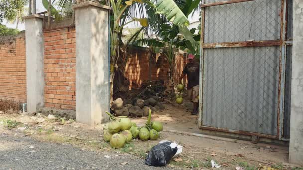 Vendedor de coco colocando cachos de cocos juntos — Vídeo de Stock