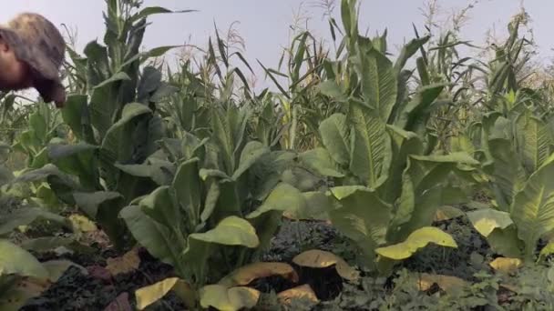 Agricultora cosechando hojas comenzando en el fondo de la planta de tabaco; arrancó las hojas puestas bajo el brazo — Vídeos de Stock