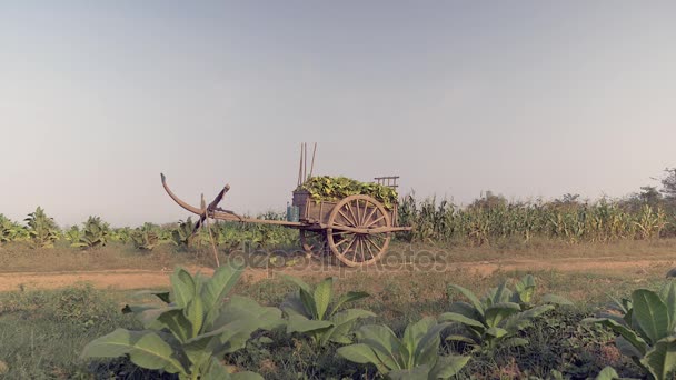 Дерев'яний візок, завантажений збиранням листя тютюну, підтримується горизонтально на сільській дорозі — стокове відео