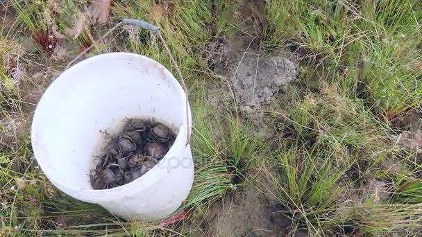 Yakın çekim içine pirinç alan toprak çamur yengeçler yakalamak Yengeç avcısı — Stok video