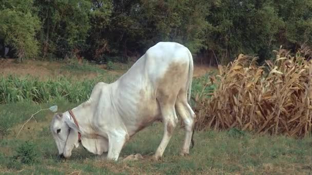 Vue latérale d'une vache blanche agenouillée pour paître dans un champ — Video