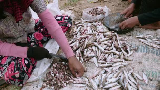 Mulheres cortando a cabeça de pequenos peixes em tábuas de madeira redondas no chão usando facas de açougueiro (close-up ) — Vídeo de Stock