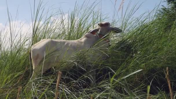 Біла корова пасеться у високій траві ( крупним планом ) — стокове відео