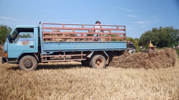 Οι αγρότες φόρτωσης δέματα αχύρου από ρύζι πεδίο σε ένα φορτηγό επαναλείψεων — Αρχείο Βίντεο