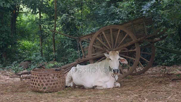 Vaca branca deitada ao lado de um carrinho de madeira e uma cesta de bambu em um quintal — Vídeo de Stock