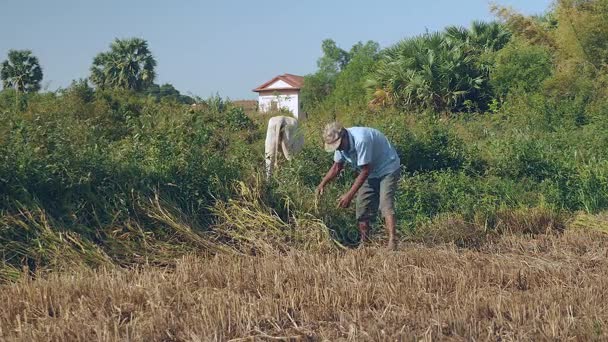 Viejo agricultor cosechando cultivos de arroz utilizando una hoz — Vídeos de Stock