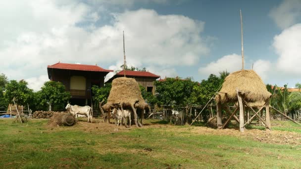 Cows standing next to stilt haystacks and bicycle riding on a rural road going through typical southeast Asian village with wooden stilt houses — Stock Video