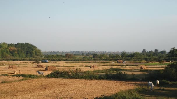 Scattered haystacks in dried fields and white cows grazing. — Stock Video