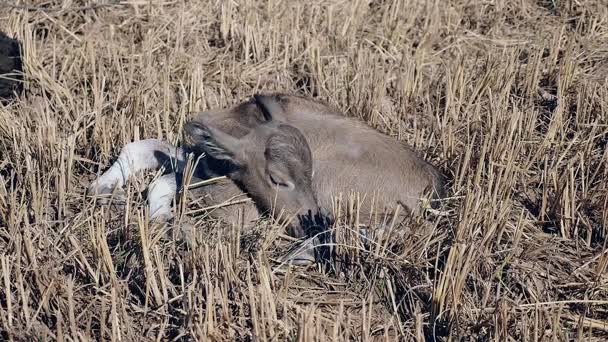 Primo piano di un vitello di bufalo che dorme in un campo di fieno — Video Stock