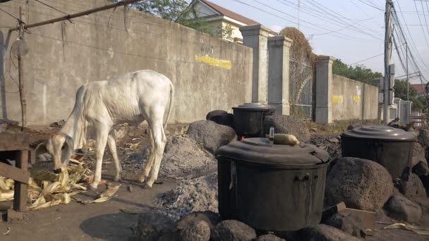 Vaca nova está comendo cascas de milho na rua ao lado de espigas de milho fervendo em uma panela grande sobre uma fogueira aberta — Vídeo de Stock