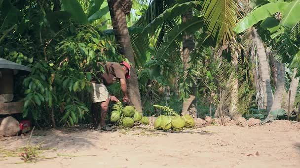 Vendedor de coco tallos de corte de racimos de cocos con su hacha — Vídeo de stock