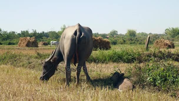 Вода буйвол связан с спелыми пастбищами в поле и буйвол теленок лежит рядом с ним — стоковое видео