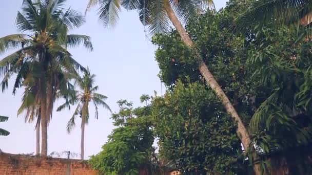 Vista inferior inclinada hacia abajo de una palmera con un hombre derribando en un jardín un montón de cocos usando una cuerda — Vídeos de Stock