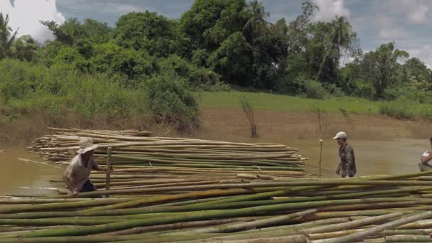 Рабочие складывают бамбуковые столбы одинакового размера в воду вдоль берега реки — стоковое видео
