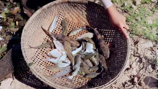 Primer plano del pescador que clasifica los peces capturados de las plantas acuáticas en una red de pesca y los mantiene en una cesta de bambú — Vídeo de stock