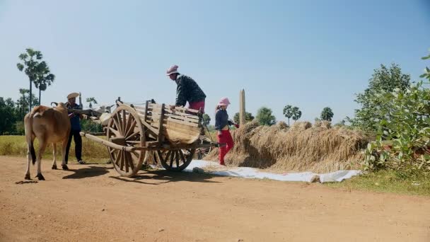 Gazdálkodók betöltése kötegek rizs szalma-ra egy ökör kosár szállítására (közelről) — Stock videók