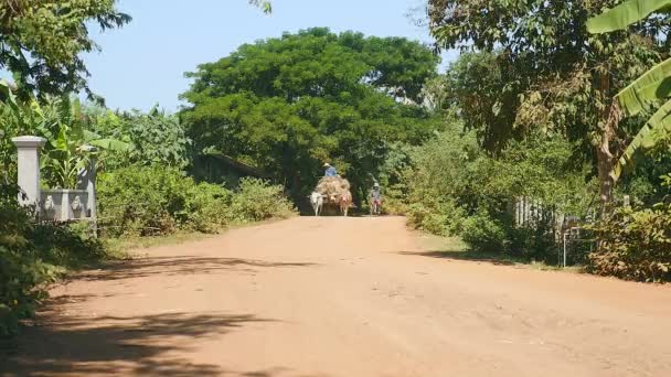 Agricoltore che cavalca un carro pesante con paglia di riso sulla strada rurale — Video Stock