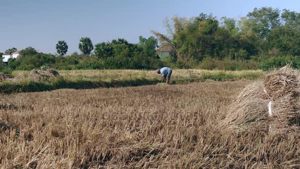 오래 된 농부는 낫을 사용 하 여 쌀 작물을 수확 — 비디오