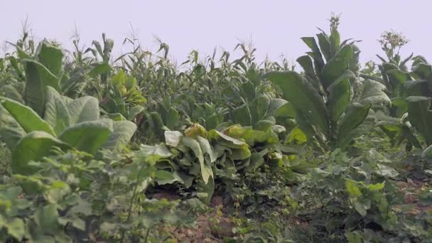 Folhas colhidas deixadas no chão e mulheres agricultoras colhendo folhas de tabaco no fundo — Vídeo de Stock