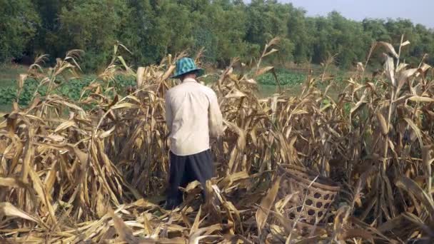 Agricultor recogiendo maíz a mano y utilizando una cesta de bambú para llevarlo (de cerca  ) — Vídeos de Stock