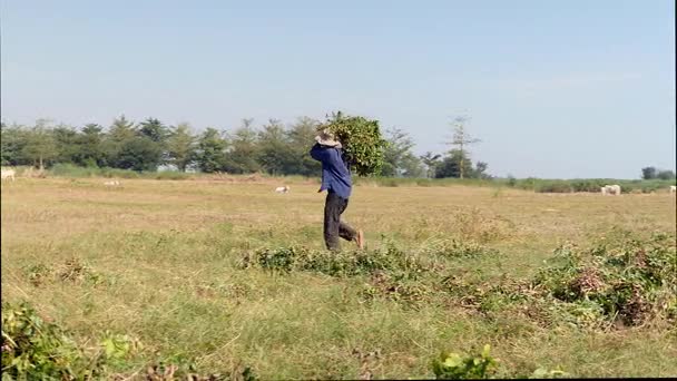 Jordbrukare transporterar gäng jordnöt växter på hans axlar mot en trailer av motorcykeln — Stockvideo