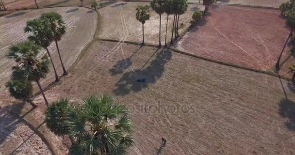 Drone shot: volar hacia un toddy-tapper que lleva la savia de palma cosechada en las botellas de plástico — Vídeo de stock