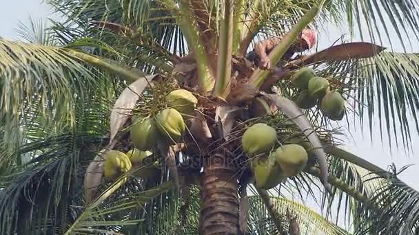 Человек на вершине пальмы отрезает кучу кокосов с дерева, чтобы безопасно спустить его с помощью веревки — стоковое видео
