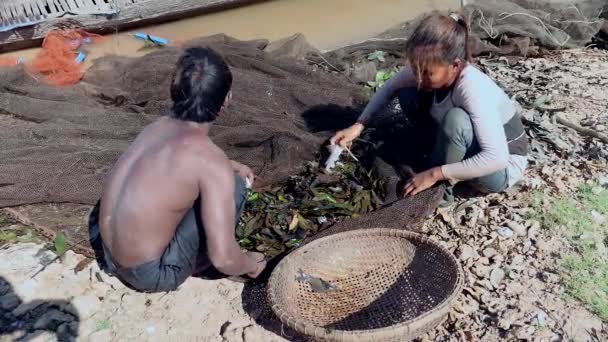 Pescatori (moglie e marito) che selezionano i pesci catturati da piante acquatiche in una rete da pesca e li tengono in un cesto di bambù — Video Stock