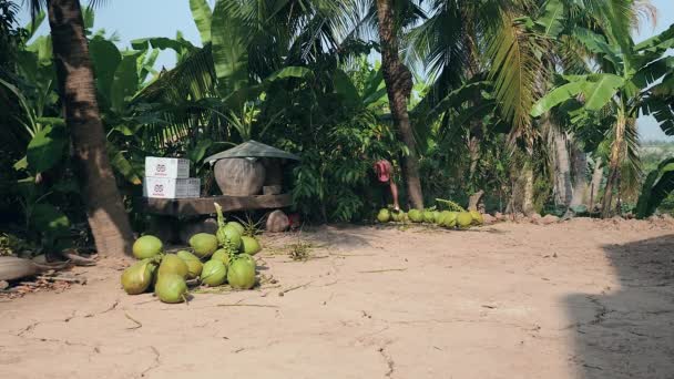 Kokosnoot verkoper hakken stengels van trossen van kokosnoten met zijn bijl — Stockvideo