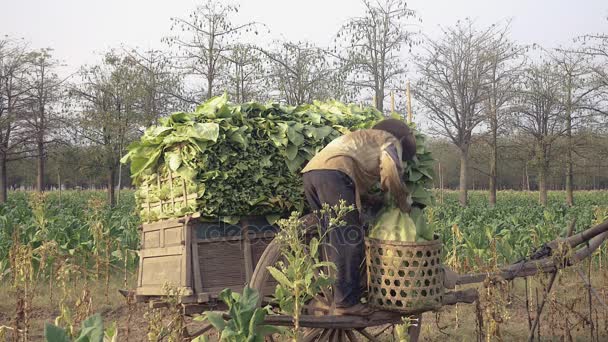 Agricultor de pie en su carro de madera para cargar hojas de tabaco cosechadas llevadas del campo en una canasta — Vídeo de stock