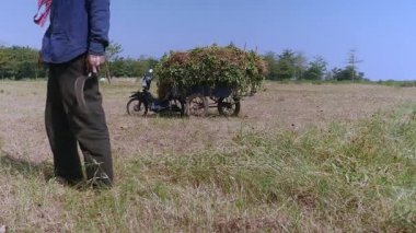 çim kesmek için orak tutan bir çiftçinin yakın çekim 