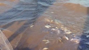 NET nehir kenarında iliklerine balıkçılık enmeshed balık yakalamak