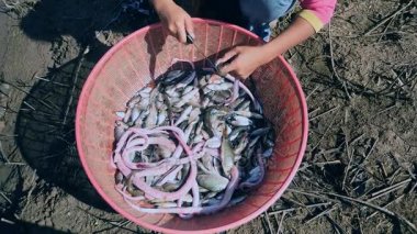 Balık ile plastik havzası içinde su zarı kadın üst görünüme yılanlar