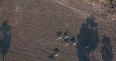 Drone: sinek ifşa yürüyüş ve otlatma inek sürüleri kadar kuru şeker palm alanları ağaçlar