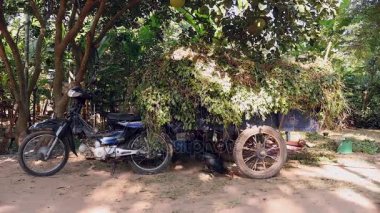 etrafında fıstık bitkileri ve kümes hayvanları gagalama fıstık bitkileri ile yüklü motosiklet römork