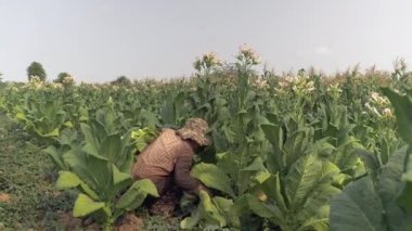 kadın çiftçi hasat tütün bitkisinin alt başlayan yaprakları; Kolunun altında koymak yaprakları kapalı aldım