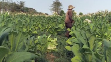 Yaprak tütün yaprakları arka planda hasat zemin ve kadın çiftçi yaptı kapalı aldım