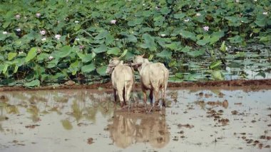 plough sığır için pirinç çeltik alan lotus alanı önce yakın çekim