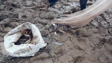 Enmeshed balık onun net kaldırma ve bir plastik torba içinde tutarak balıkçı