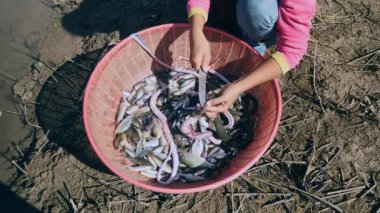 Balık ile plastik havzası içinde su zarı kadın üst görünüme yılanlar