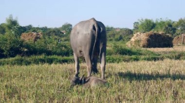 Manda olgun yanında yatarken bir alan ve buffalo buzağıda otlatma ile bağladı 