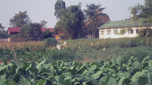 Farmář na koni oxcart naplněné rostliny sklizené kukuřice na cestě země prostřednictvím tabákových polí — Stock video