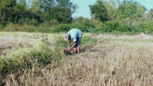 Viejo agricultor cosechando cultivos de arroz utilizando una hoz — Vídeos de Stock