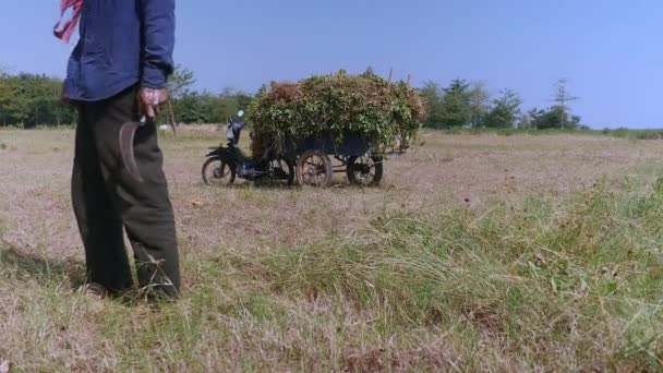 Primer plano de un agricultor que tenga hoz para cortar hierba — Vídeo de stock