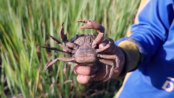 Vista inferior de um caranguejo de lama capturado no campo de arrozais — Vídeo de Stock